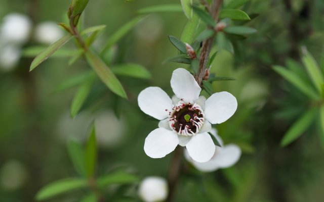 Ätherisches Manuka-Öl