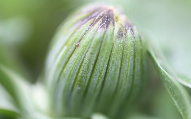 Titebild